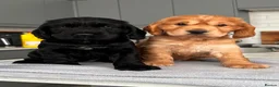 Cocker Spaniel dogs for sale: Adorable True Show Cocker Spaniel Puppies ♥️ - Advert 7