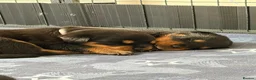 Rottweiler dogs for sale: Pure Breed Rottweiler  - Advert 35