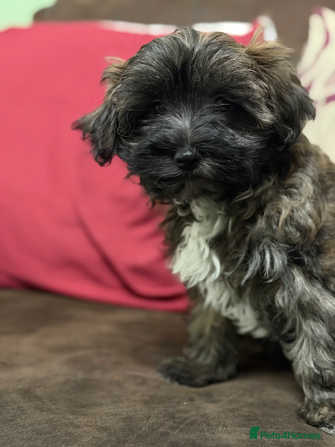 Mixed Breed dogs for sale: Beautiful Maltipoo Teddy Bears - Advert 2