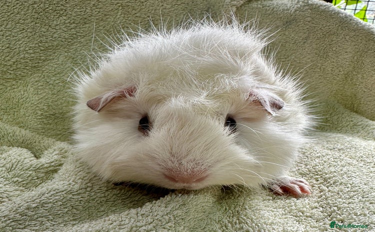 Guinea Pig rodents - Advert 4