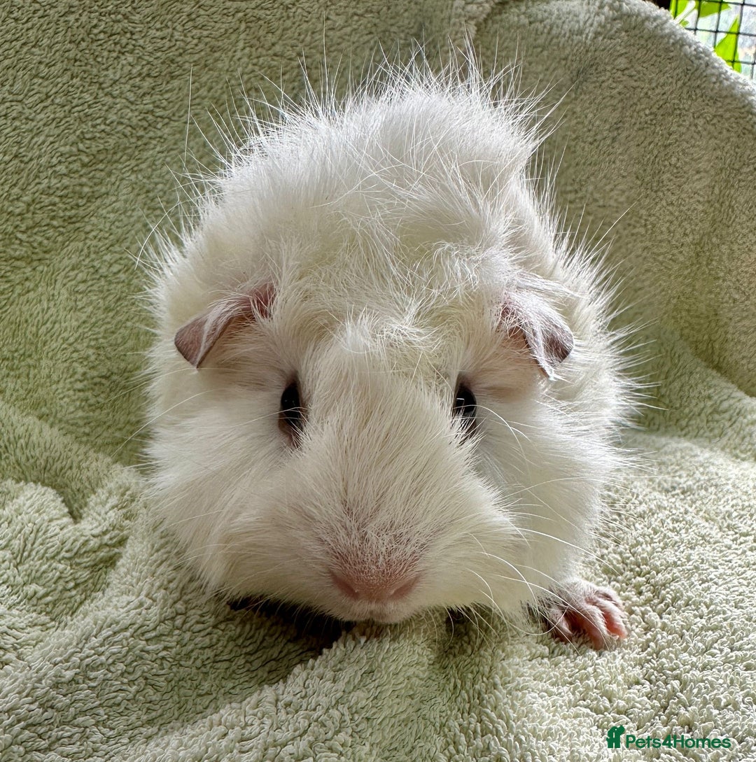 Guinea Pig rodents for sale: Gorgeous Funky Baby Boar Available - Image 1