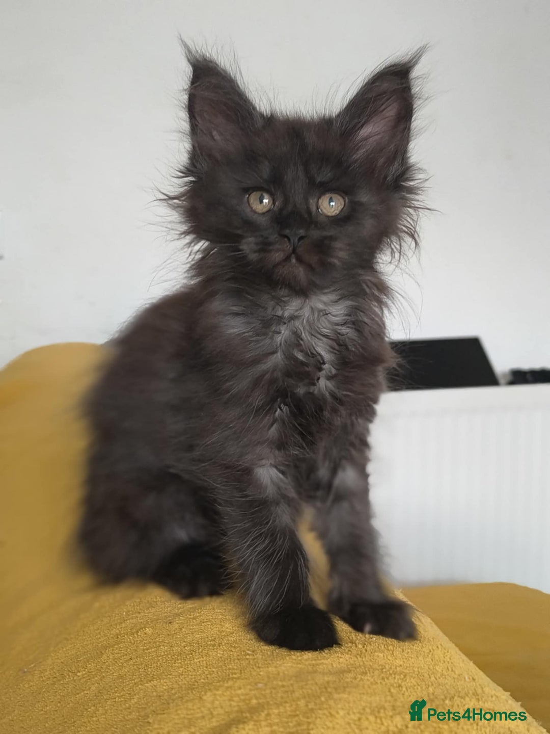 Long Hair Jet Black Kitten Black Fluffy Kittens For Sale Pets4Homes