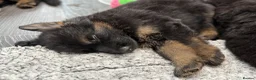 German Shepherd dogs for sale: Huge top quality 4th generation KC puppies - Advert 25