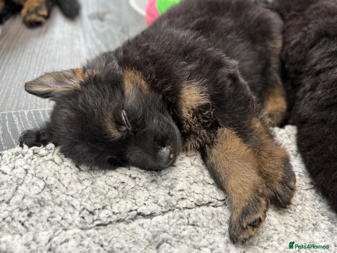 German Shepherd dogs for sale: Huge top quality 4th generation KC puppies - Advert 25