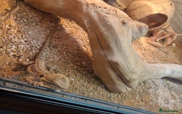 Bearded Dragon reptiles for sale: Baby bearded with set up  - Image 3