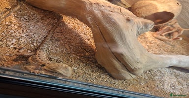 Bearded Dragon reptiles - Advert 6