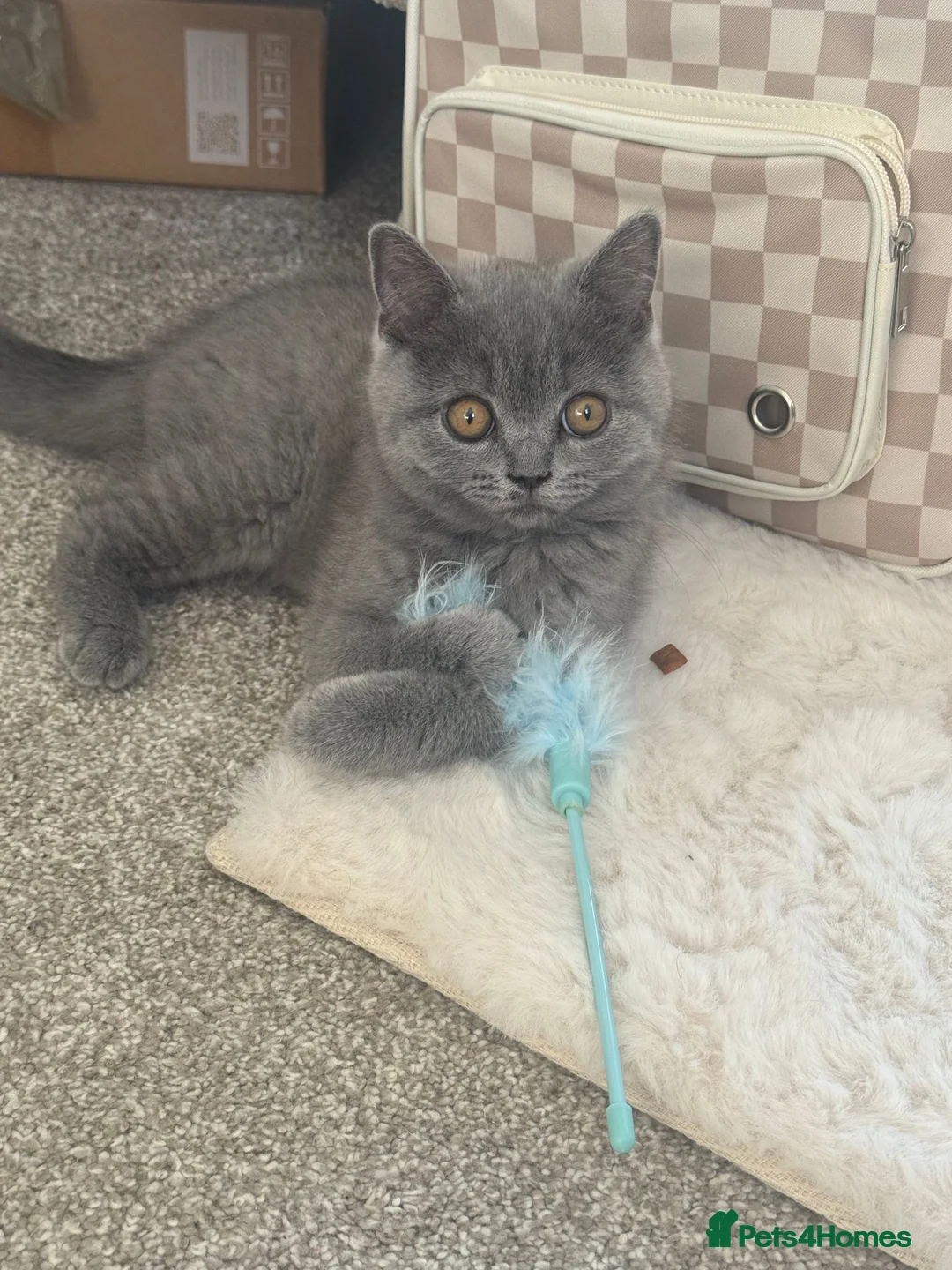 British Shorthair cats for sale: Last female kitten available 🐈‍⬛ - Advert 1