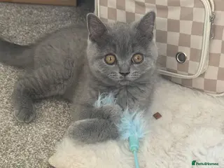 British Shorthair cats Last female kitten available 🐈⬛ - Advert 1