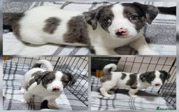 Jack Russell dogs for sale: Jack Russell Pups (ready 24th July) - Image 8