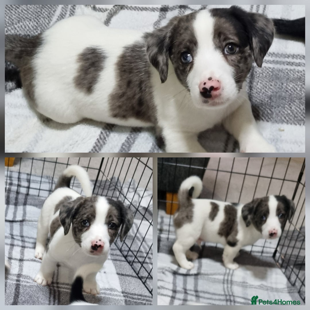 Jack Russell dogs for sale: Jack Russell Pups (ready 24th July) - Image 8