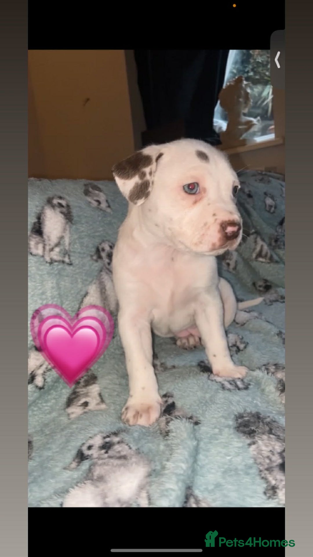 Mixed Breed dogs for sale: Staffy cross puppies  - Advert 4