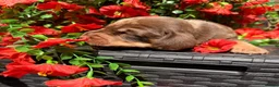 Miniature Dachshund dogs for sale: Long haired miniature dachshund  - Advert 15