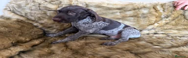 Mixed Breed 3