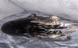 Mixed Breed cats for sale: Two beautiful kittens for sale - Image 5