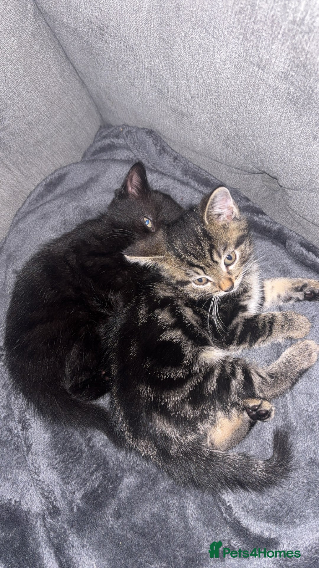 Mixed Breed cats for sale: Two beautiful kittens for sale - Image 5
