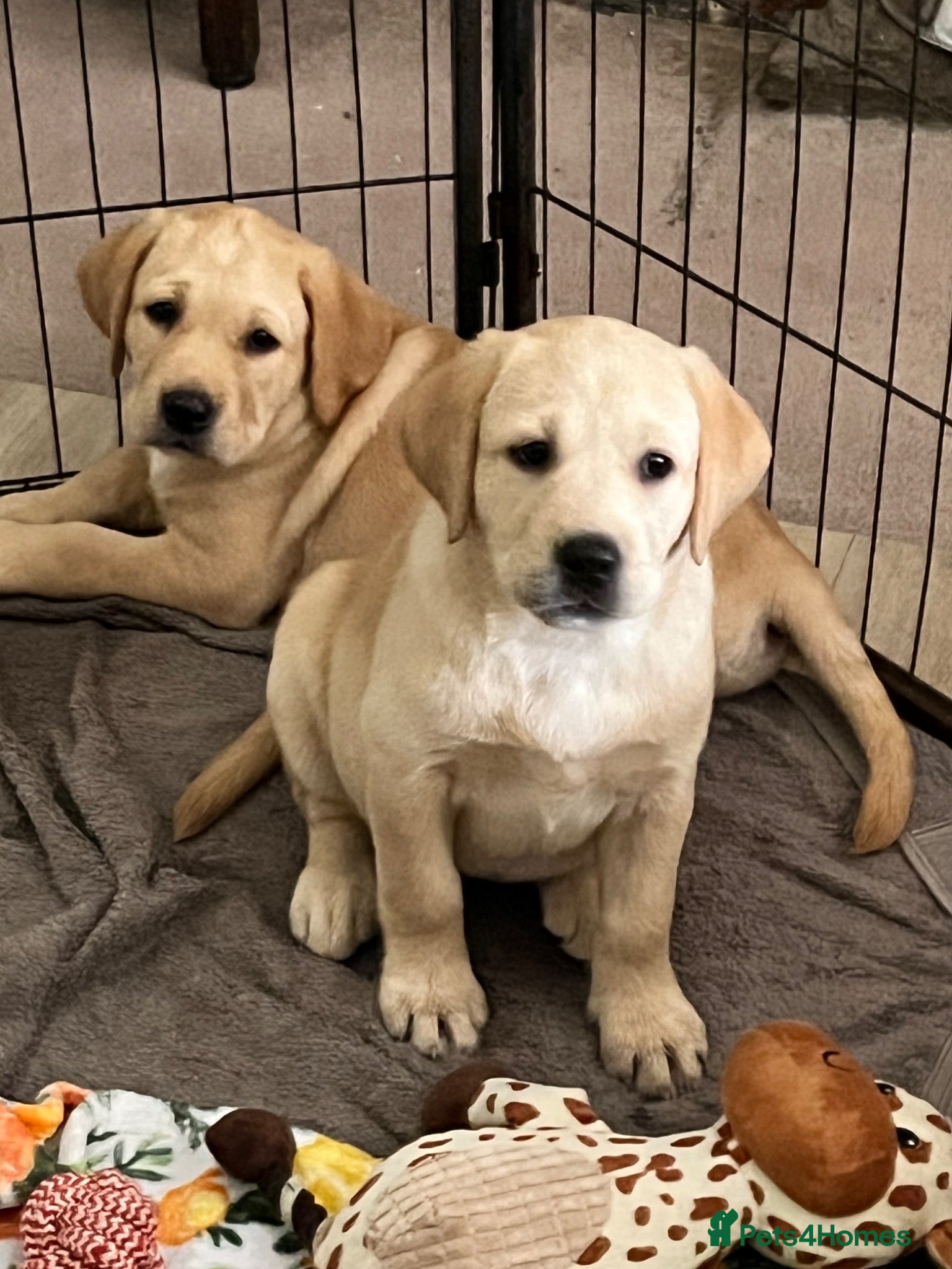 Labrador Retriever dogs KC Registered Yellow Labrador Puppies for sale   - Advert 2