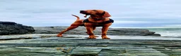 Hungarian Vizsla dogs for stud: KC Registered Hungarian Vizsla Stud - Advert 1