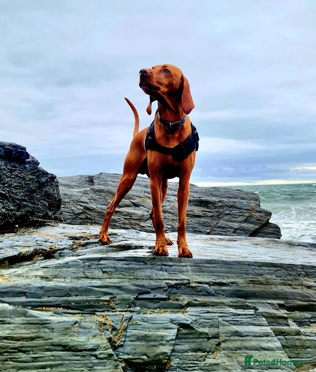 Hungarian Vizsla dogs for stud: KC Registered Hungarian Vizsla Stud - Advert 1