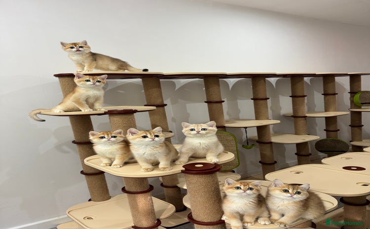 British Shorthair cats - Advert 12
