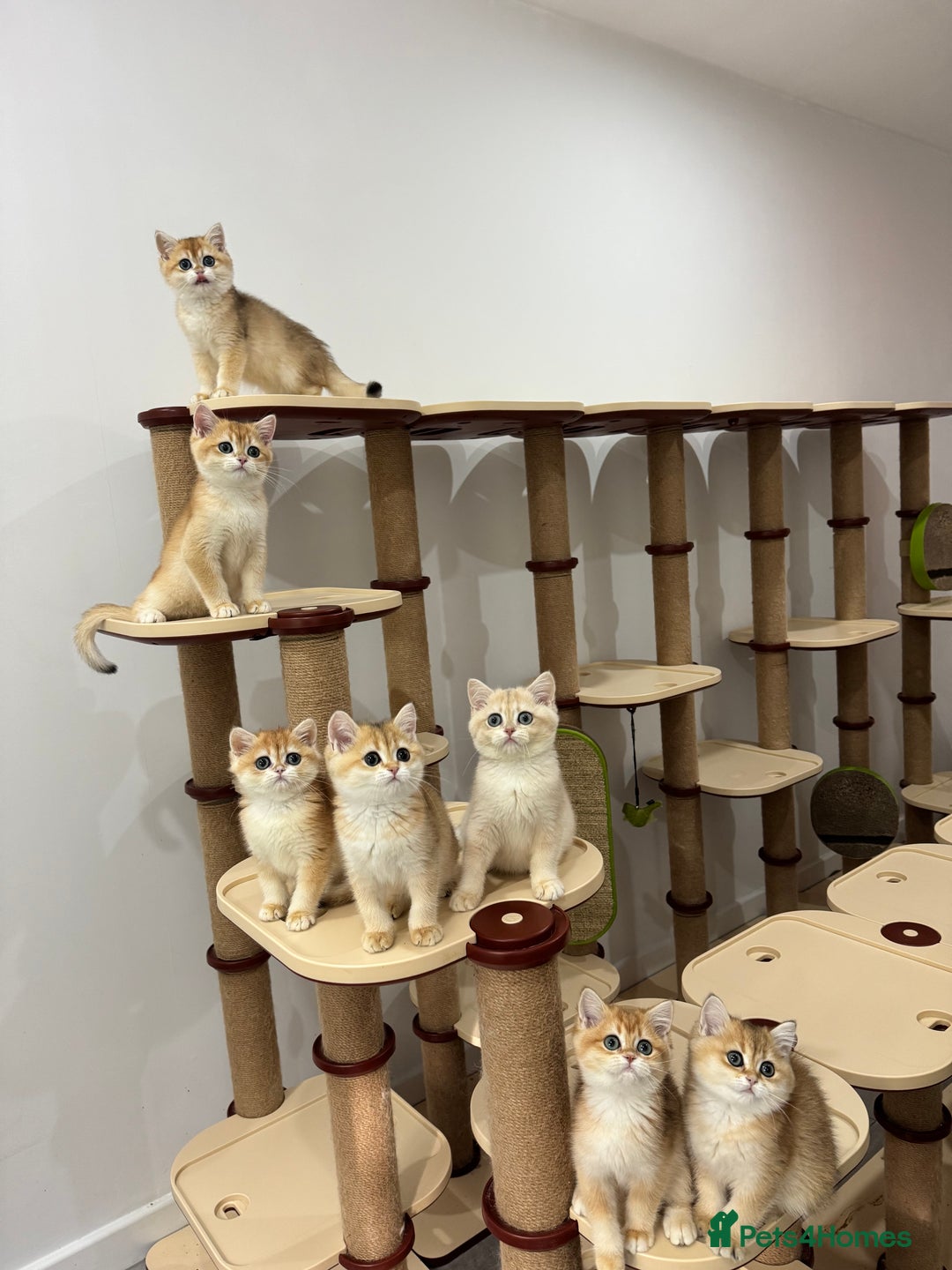 British Shorthair cats for sale: British Shorthair Golden kittens    - Image 1