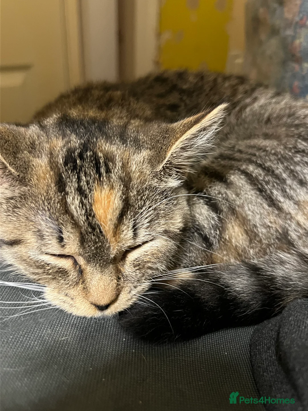 Mixed Breed cats for sale: Maze & Chunk British Blue kittens - Advert 4