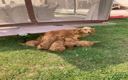 Cockapoo dogs for sale: ⭐️⭐️⭐️⭐️⭐️ F1 apricot Toy Cockapoo Puppies  - Image 15