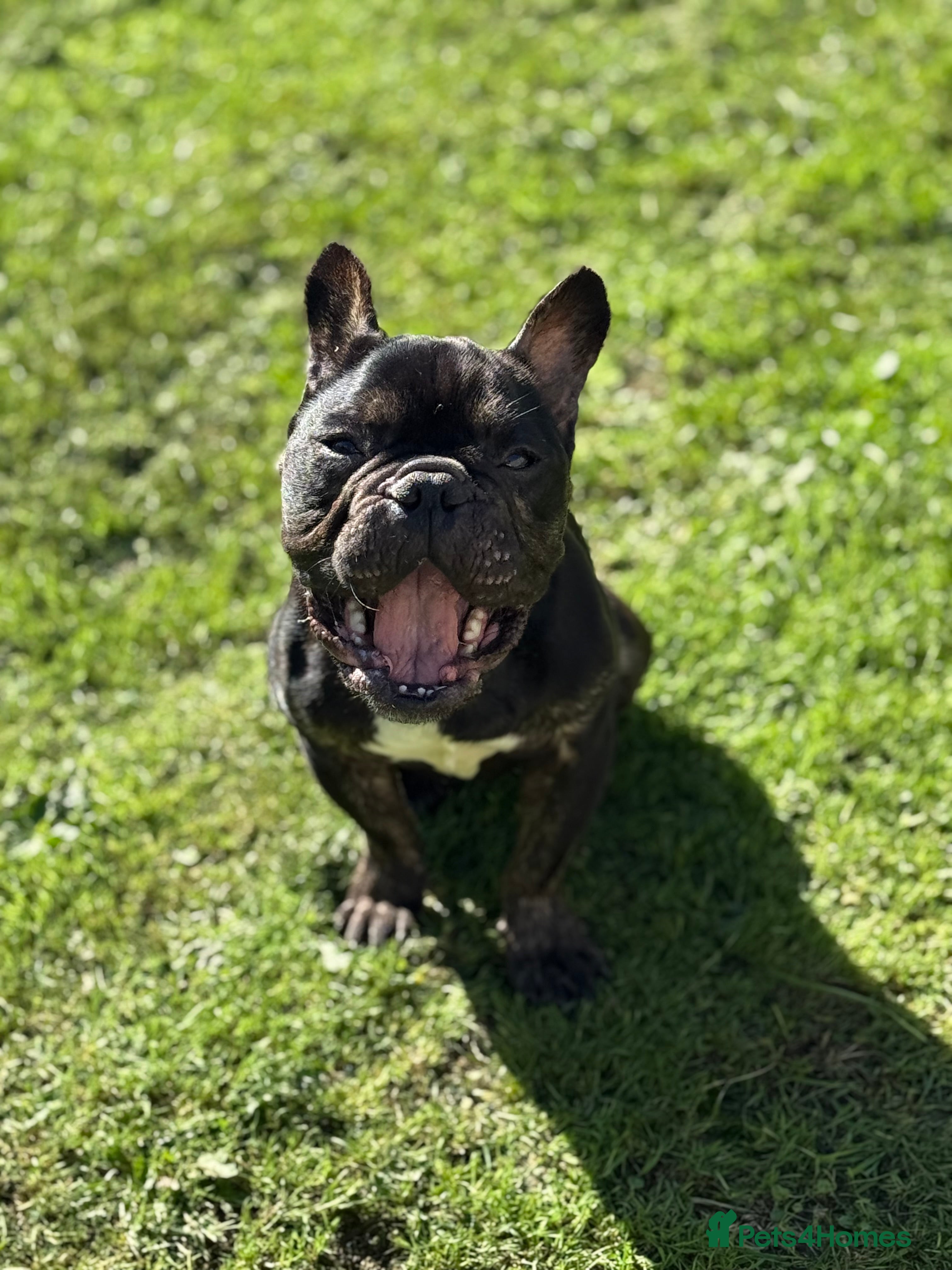 French Bulldog dogs French bulldog for sale - Advert 1
