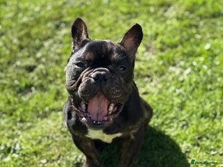 French Bulldog dogs French bulldog for sale - Advert 1