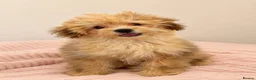 Pomapoo dogs for sale: Female pomapoo needing a loving home  - Advert 1