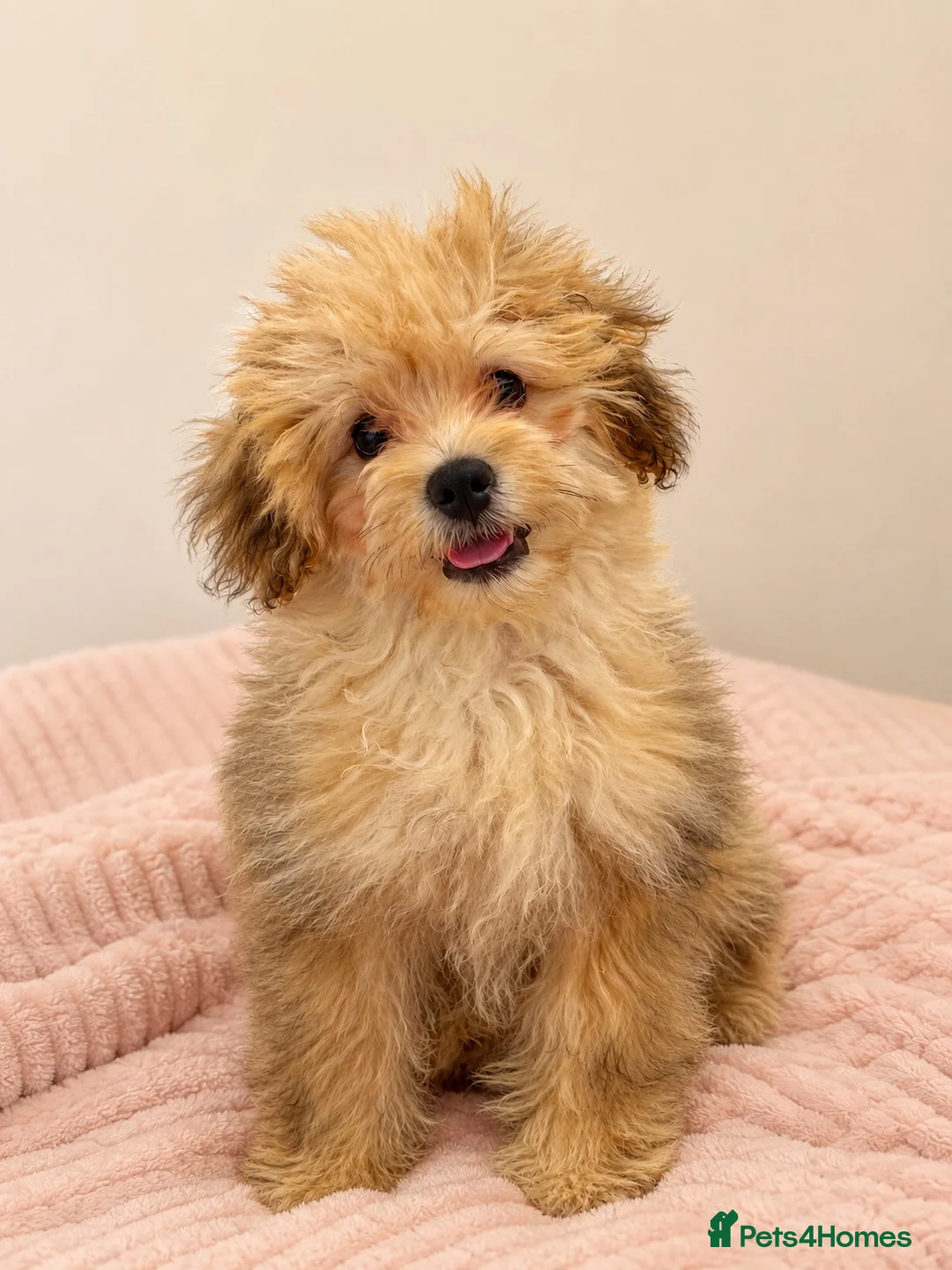 Pomapoo dogs for sale: Female pomapoo needing a loving home  - Advert 1