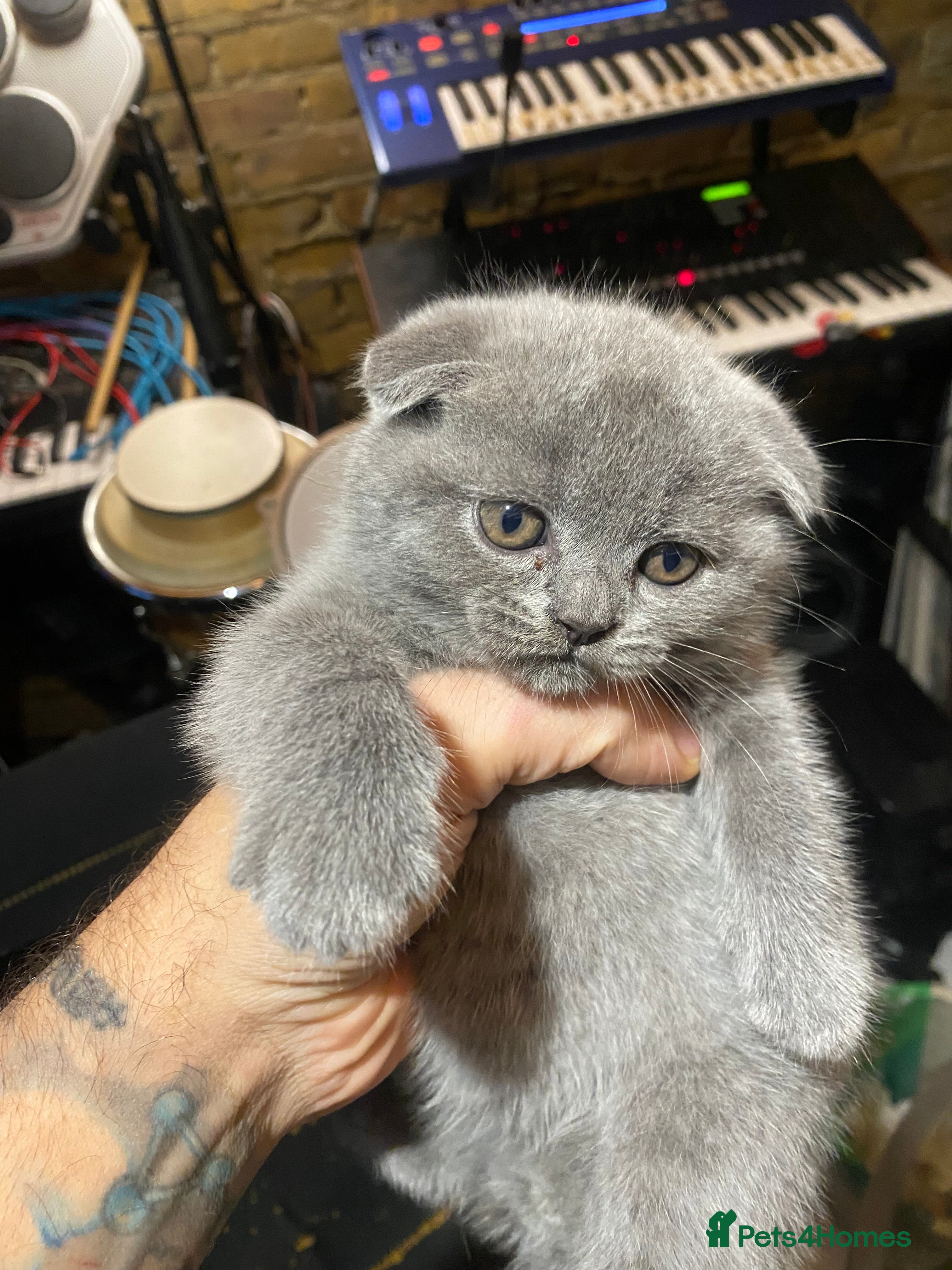 Scottish Fold cats Scottish Fold kittens for sale 3 Girls 2 Boys  - Advert 13