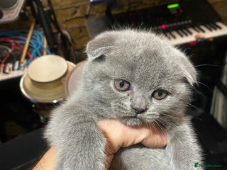 Scottish Fold cats Scottish Fold kittens for sale 3 Girls 2 Boys - Advert 3