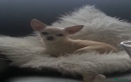 Chihuahua dogs for sale: Adult Chihuahua free 2 good home! - Image 1