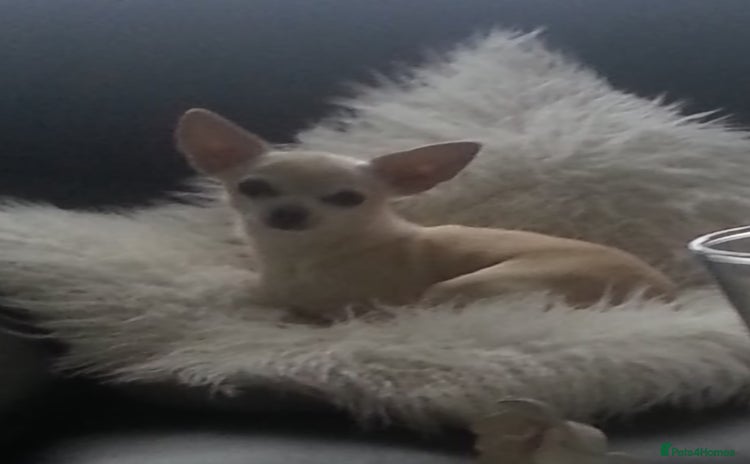 Chihuahua dogs - Advert 1