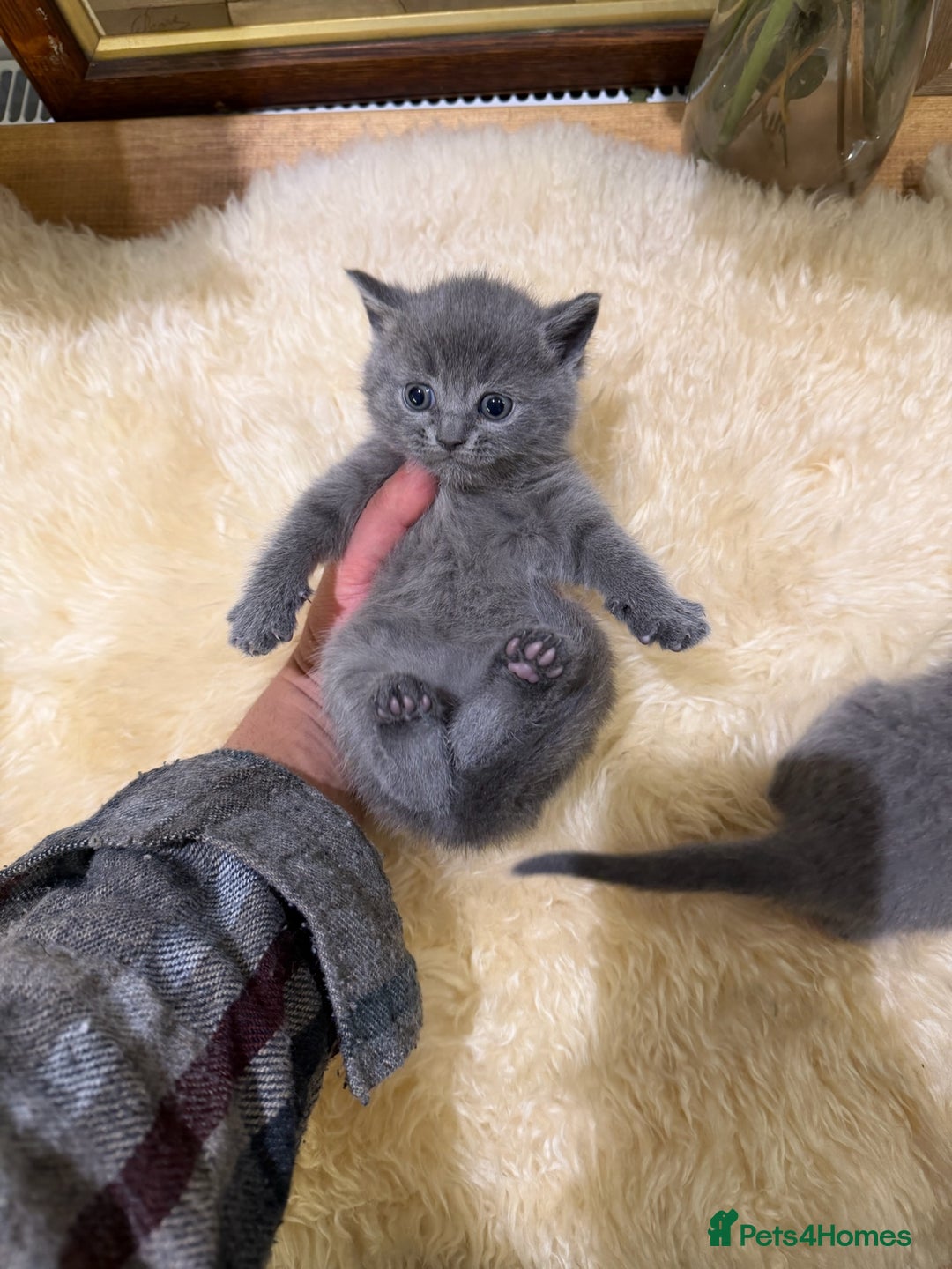 British Shorthair cats for sale: TICA registered purebreed BritishShorthair Kittens - Advert 12