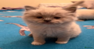 Ragdoll cats - Advert 1