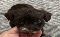 Cockapoo dogs for sale: Cocapoo - Image 20