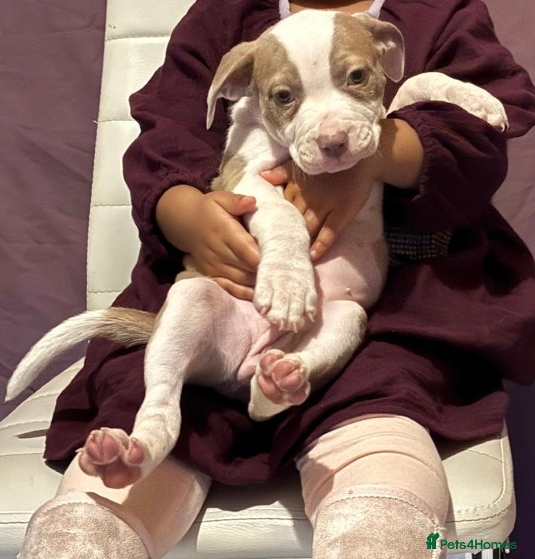 Mixed Breed dogs for sale: Puppy - Advert 4