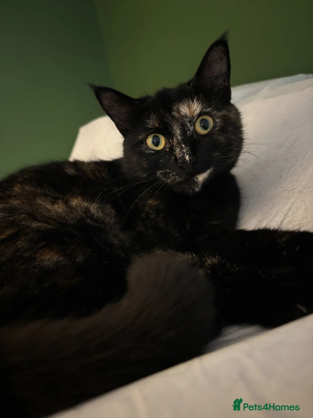 British Shorthair cats for sale: Our Beautiful Honey in Carmarthen - Advert 1