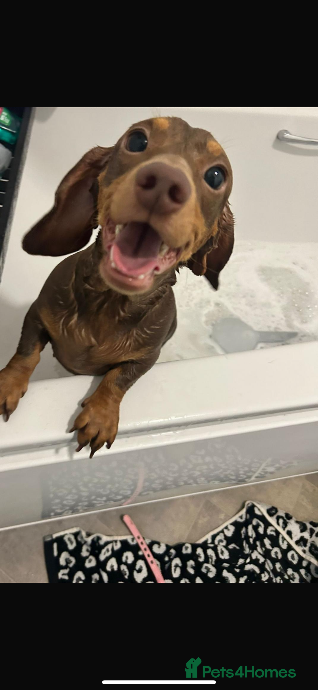 Miniature Dachshund dogs for sale: Special delivery ❤️💙 Ready to leave Feb 10th 🌹 - Advert 1