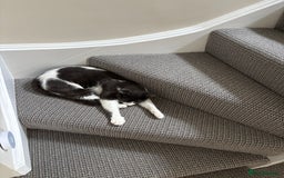 British Shorthair cats for sale: Boo - Grey & White (Female) 6 years old - Image 4