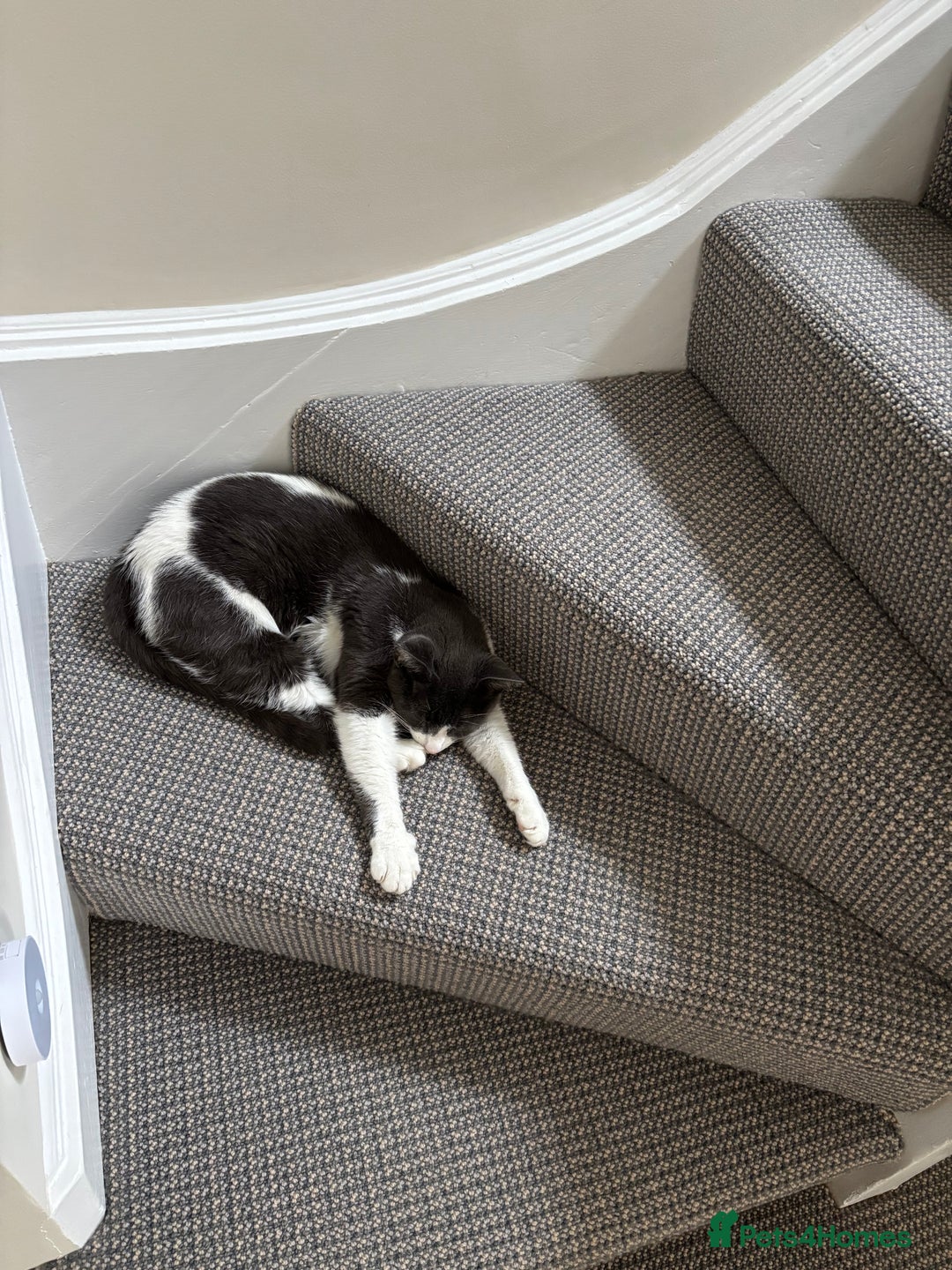 British Shorthair cats for sale: Boo - Grey & White (Female) 6 years old - Image 4