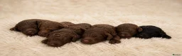 Cockapoo dogs for sale: Toy Cockapoo puppies  in Sunderland - Advert 9