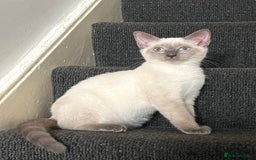 Ragdoll cats for sale: Adorable kitten for sale  - Image 1