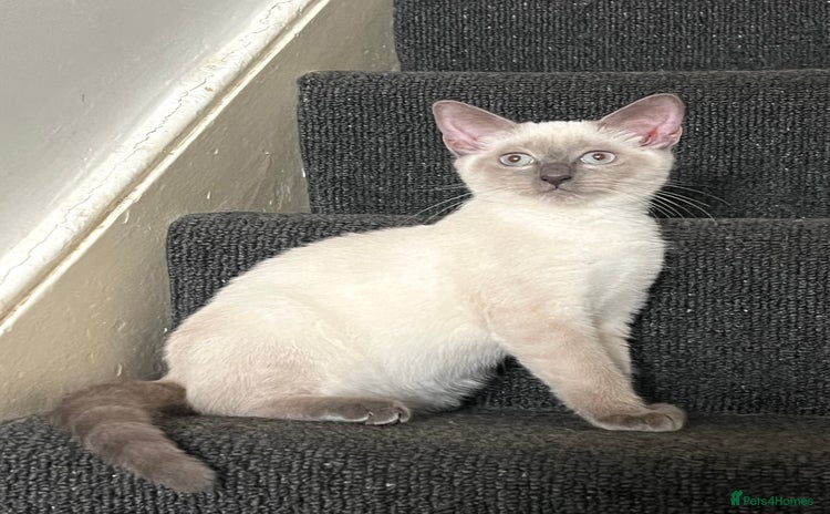 Ragdoll cats - Advert 13