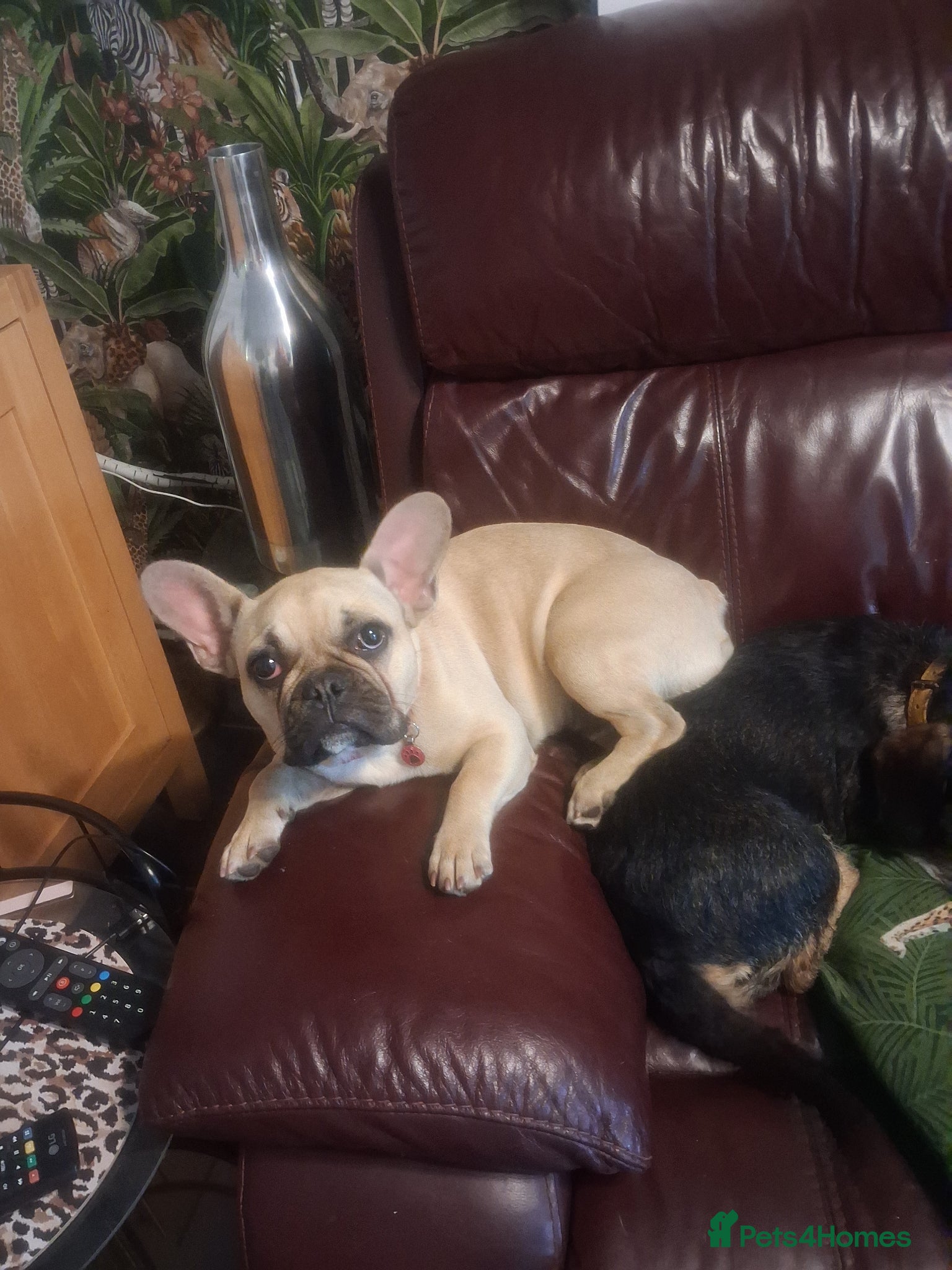French Bulldog dogs Stunning Frenchie girl pup - Advert 17