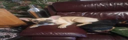 French Bulldog dogs for sale: Stunning Frenchie girl pup - Advert 1