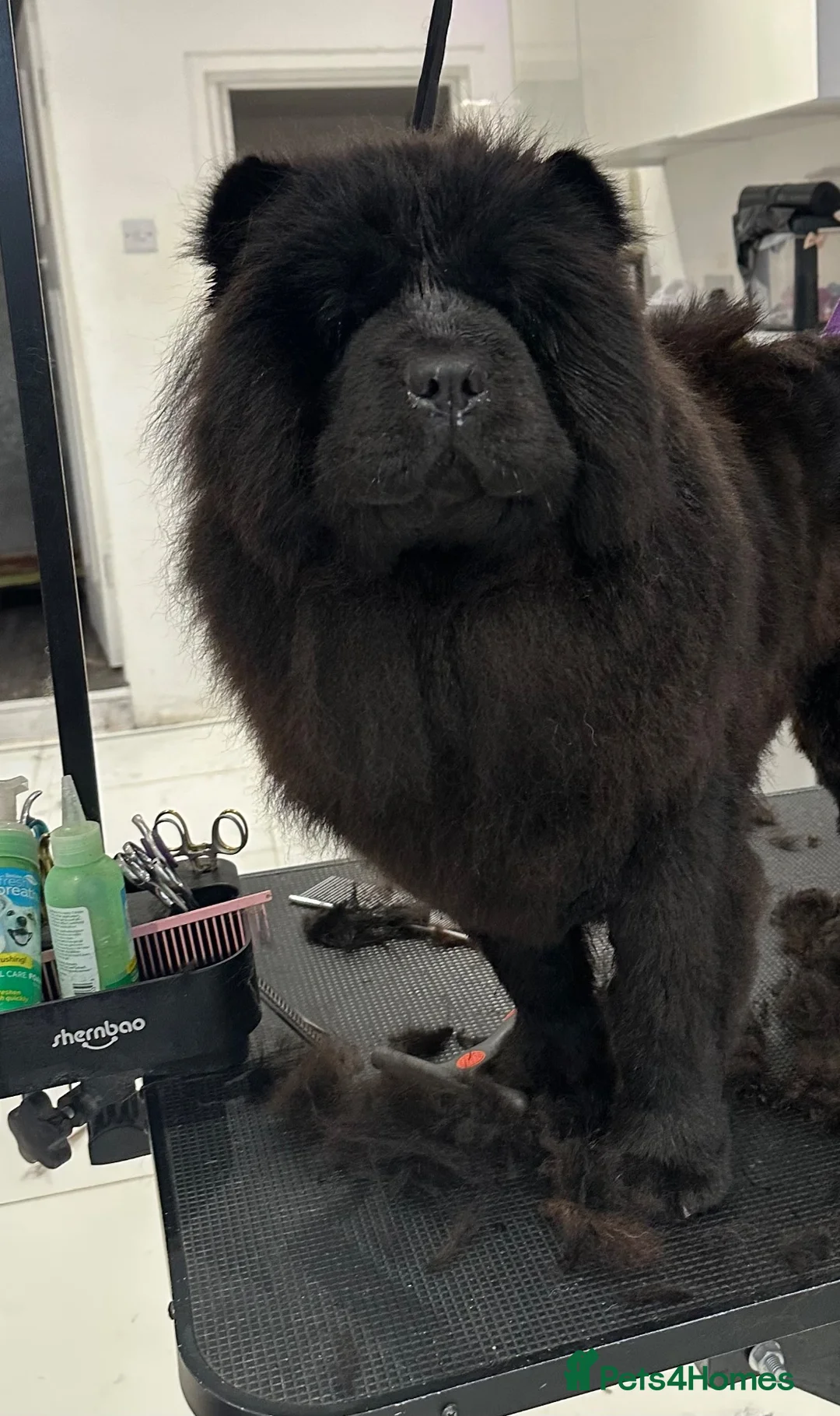 Chow Chow dogs for sale: MINI CHOW SISTERS REHOME  - Advert 2