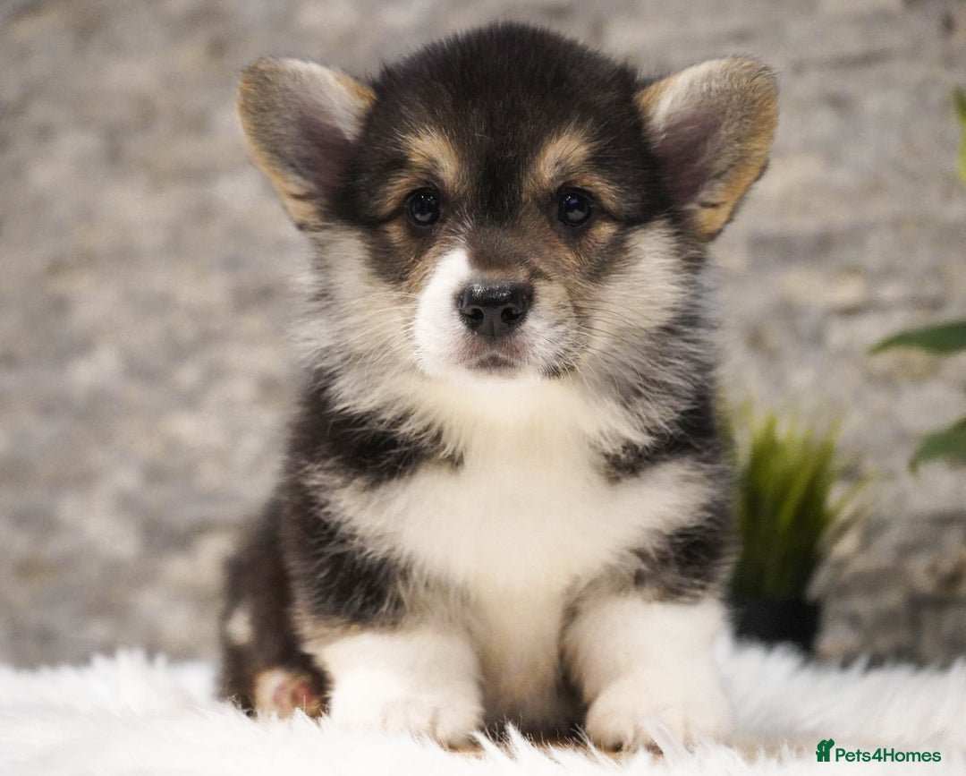 Welsh Corgi Pembroke dogs for sale: Welsh Corgi (Pembroke) - Advert 19