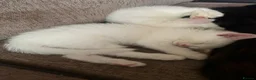 Turkish Van cats for sale: Family friendly Turkish van kittens for sale. in London - Advert 5